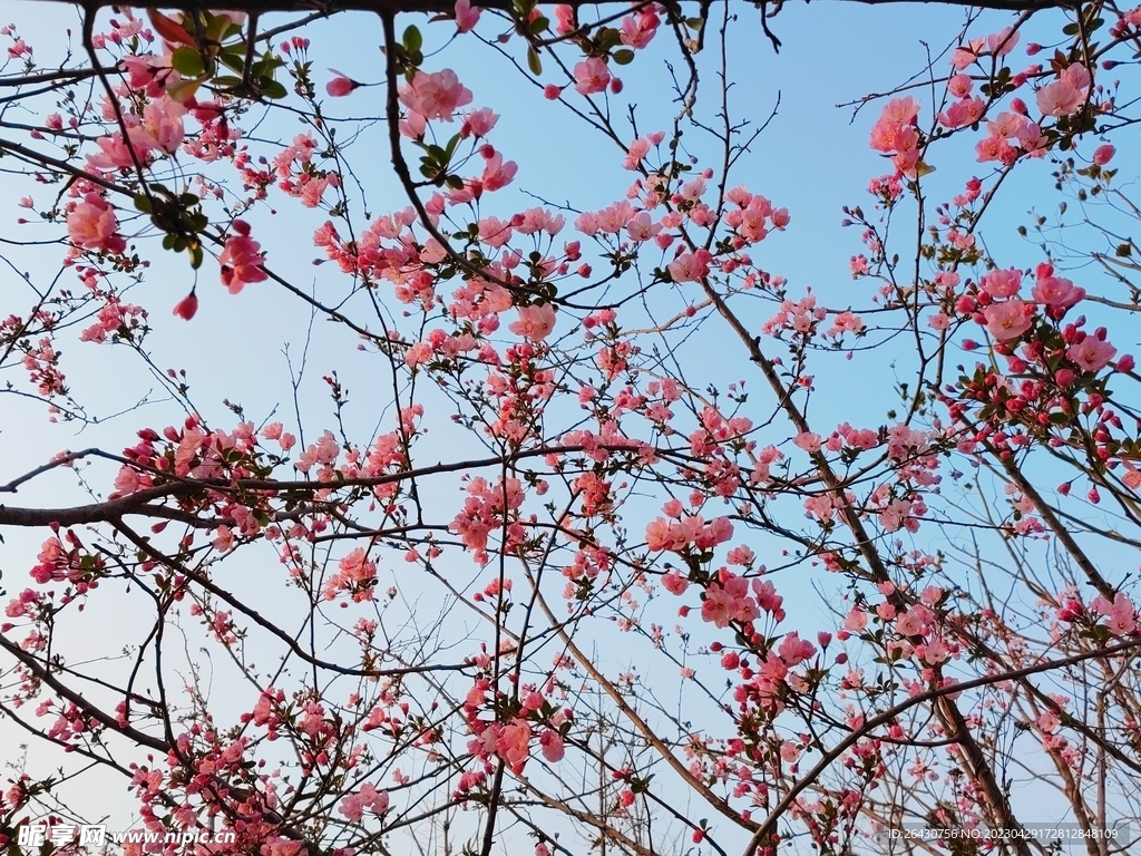 海棠花