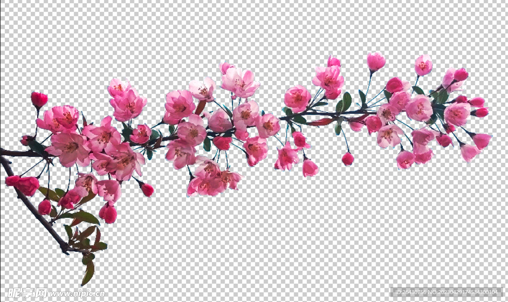 海棠花免抠图