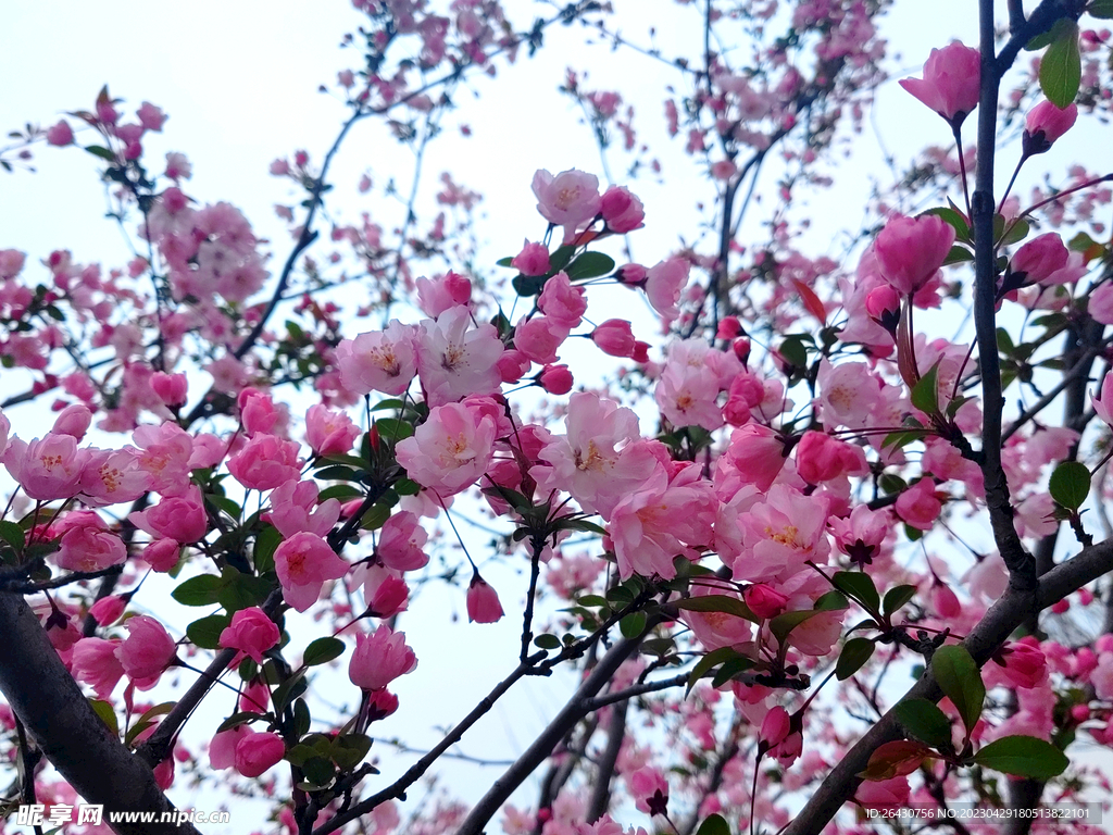 海棠花