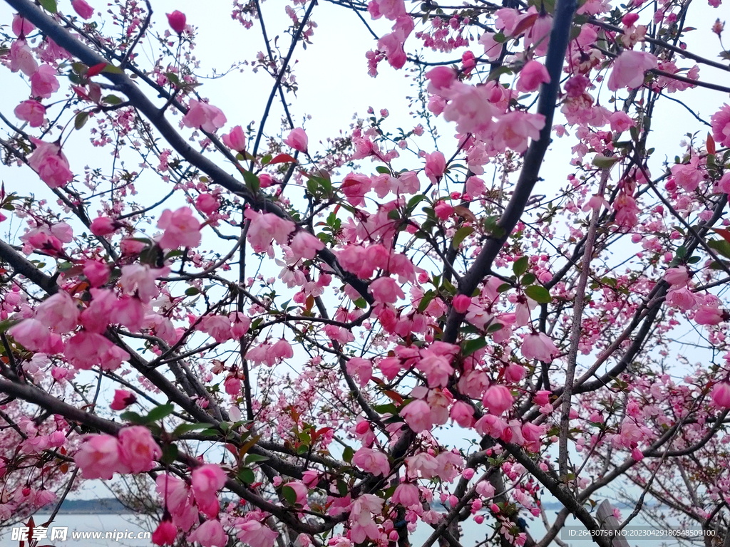 海棠花开