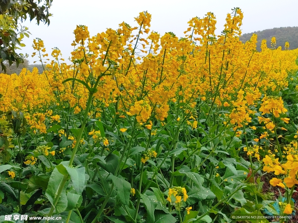 油菜花盛开