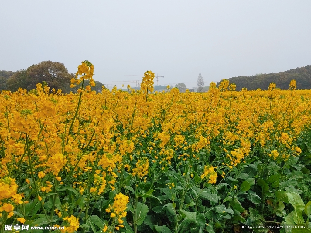 乡村油菜花