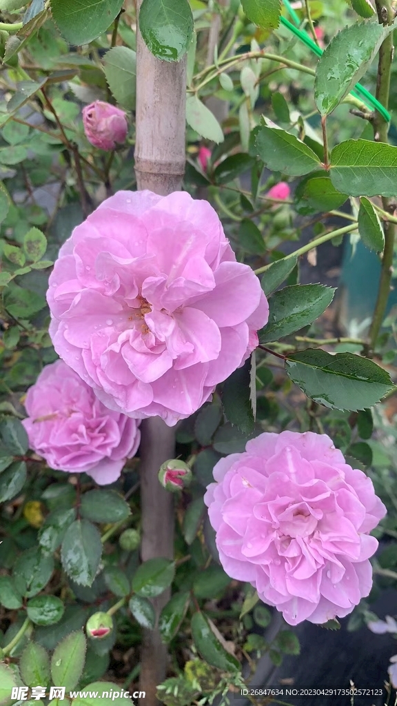 紫色月季花