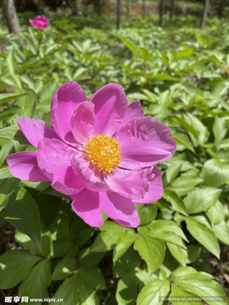 芍药盛开