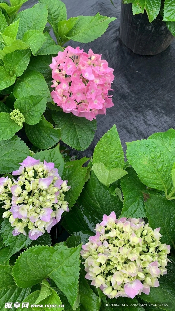 绣球花