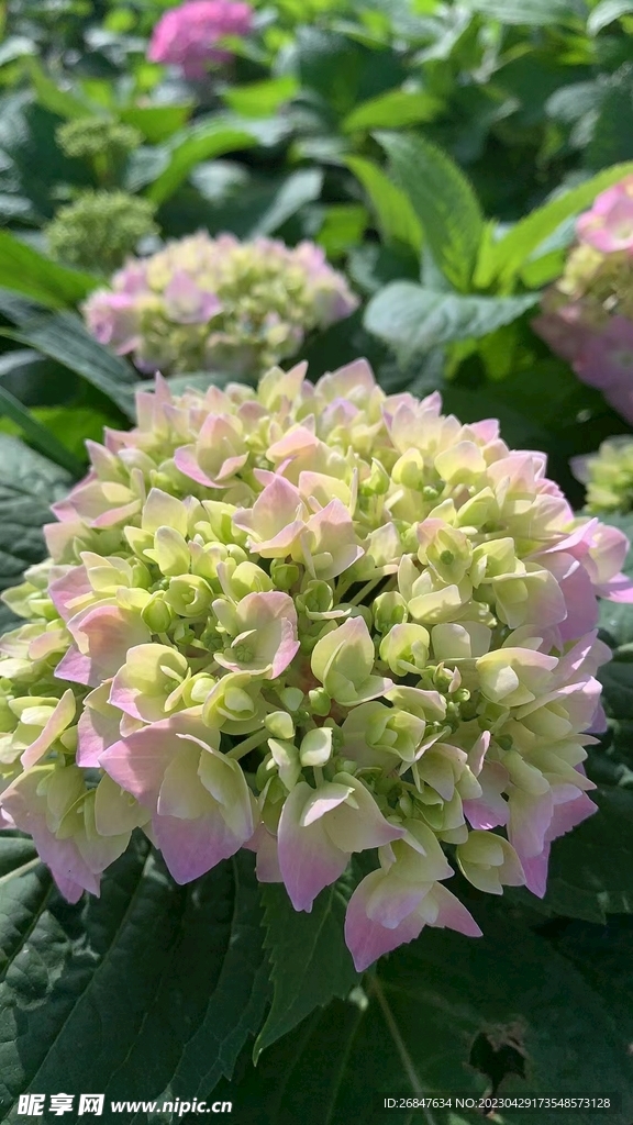 绣球花