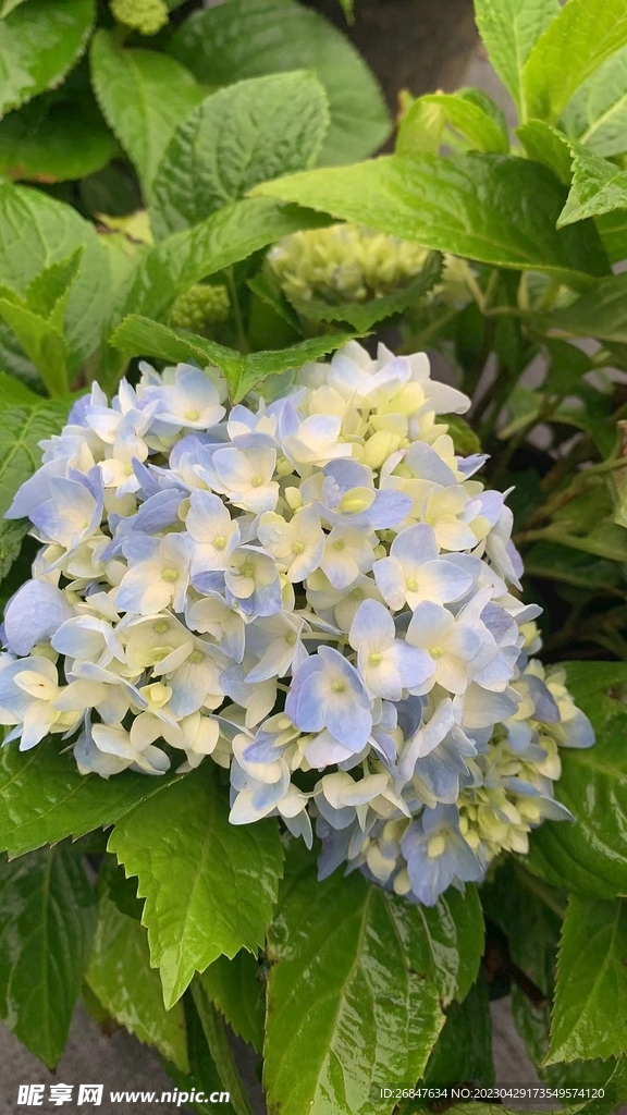 绣球花