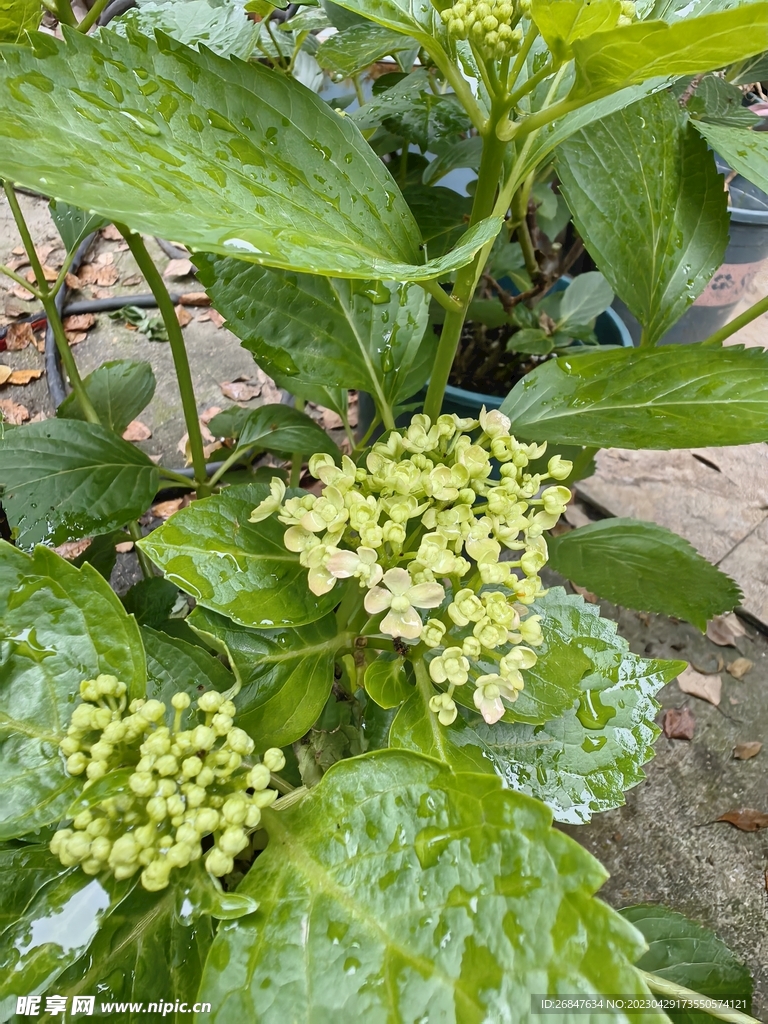 绣球花