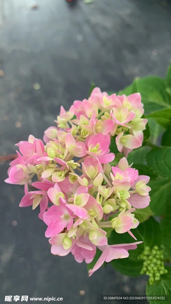 绣球花