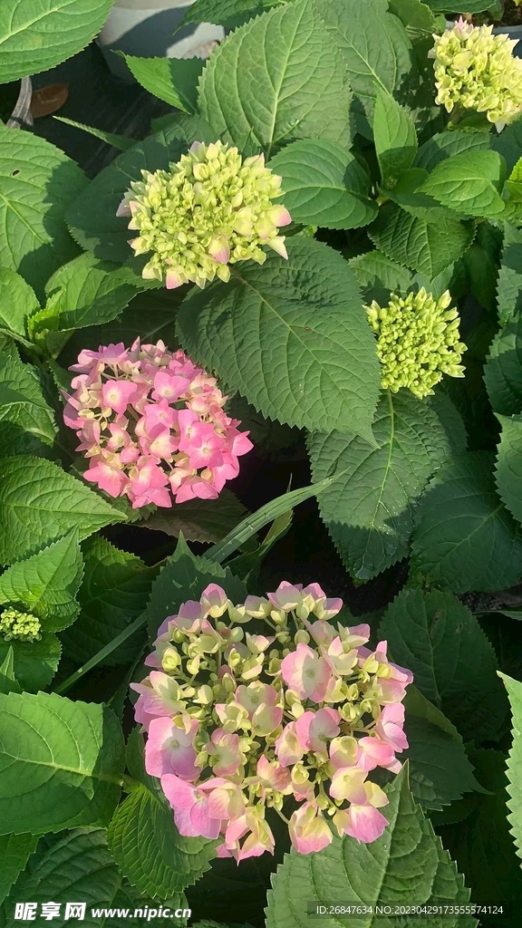 绣球花