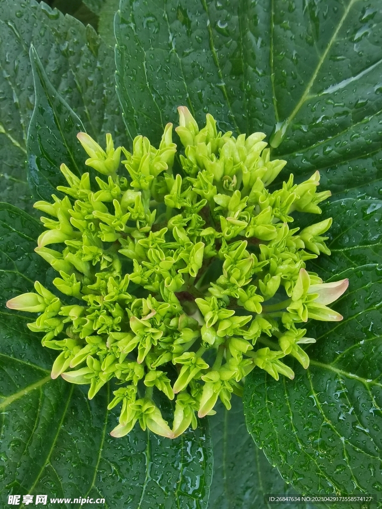 绣球花
