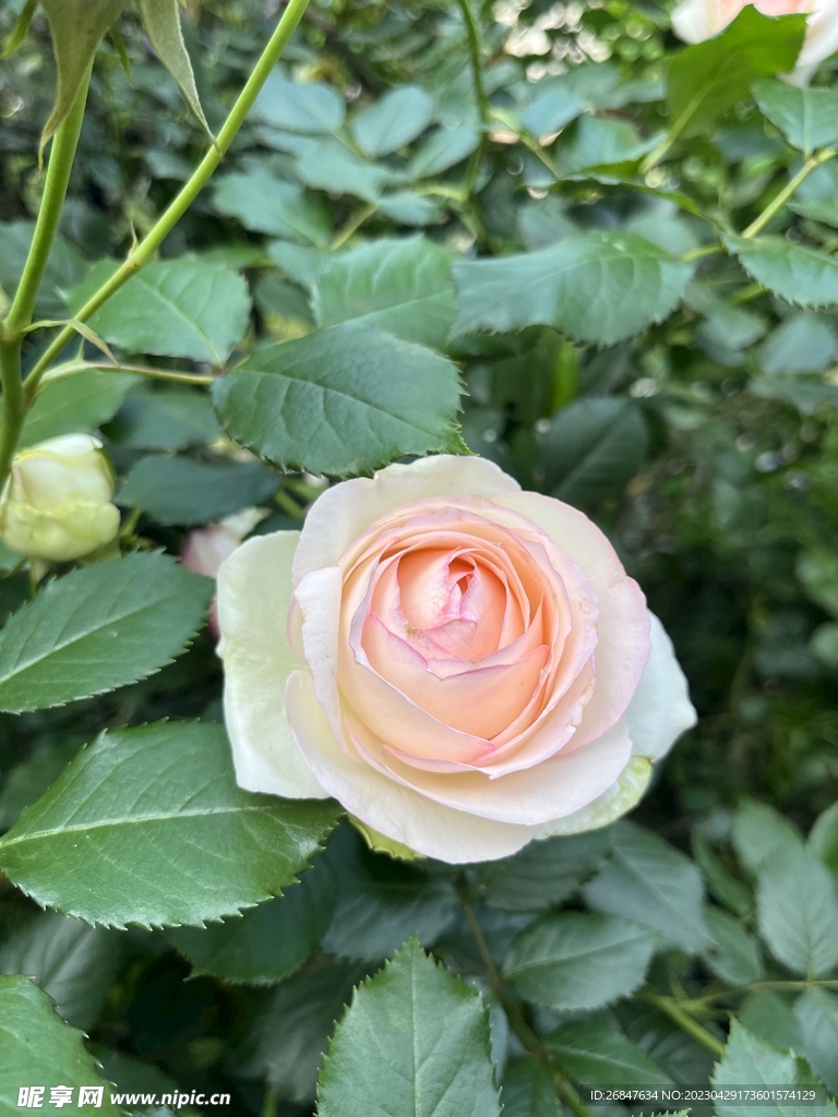 粉色月季花