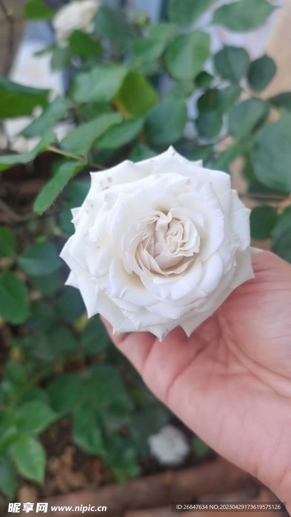 白色月季花