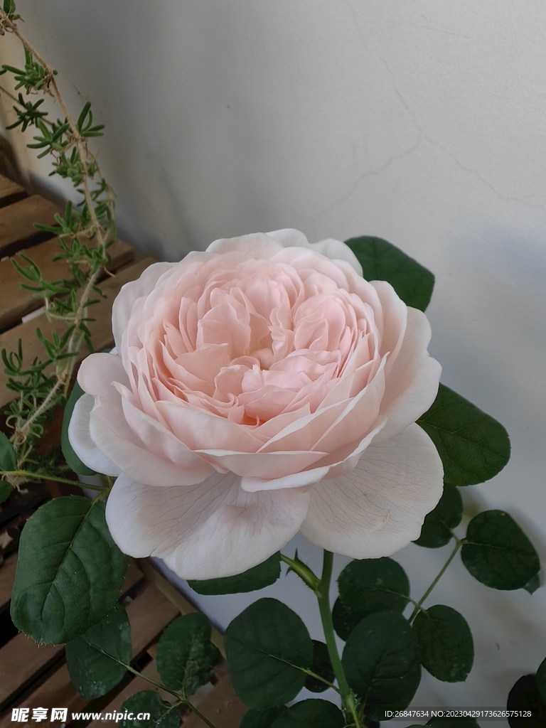 淡粉色月季花