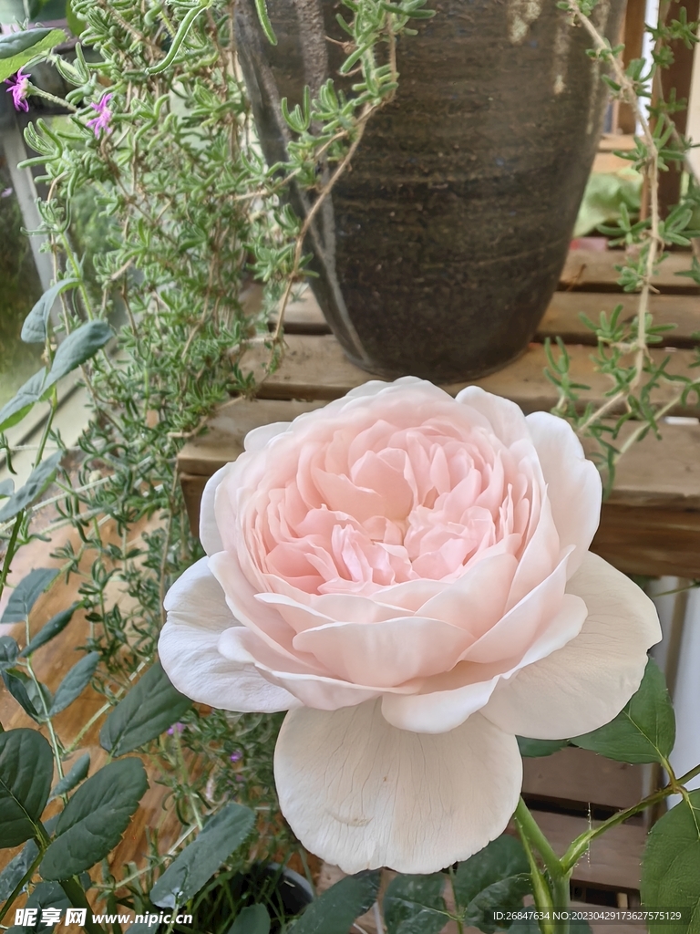 淡粉色月季花