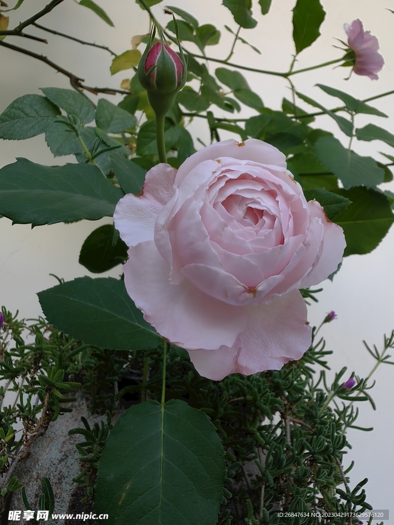 粉色月季花