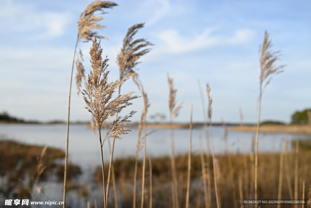 芦苇