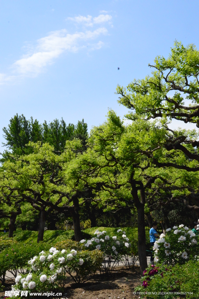 公园风景  