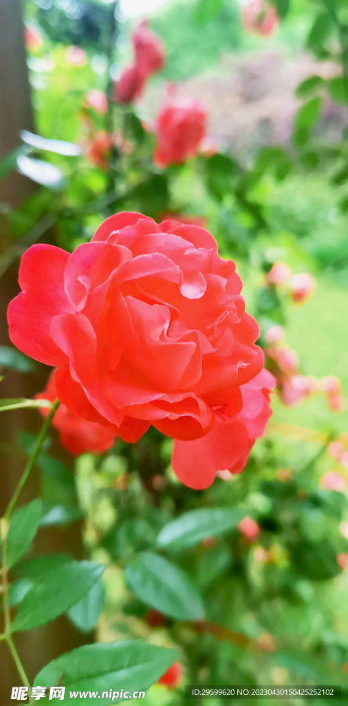 玫瑰花