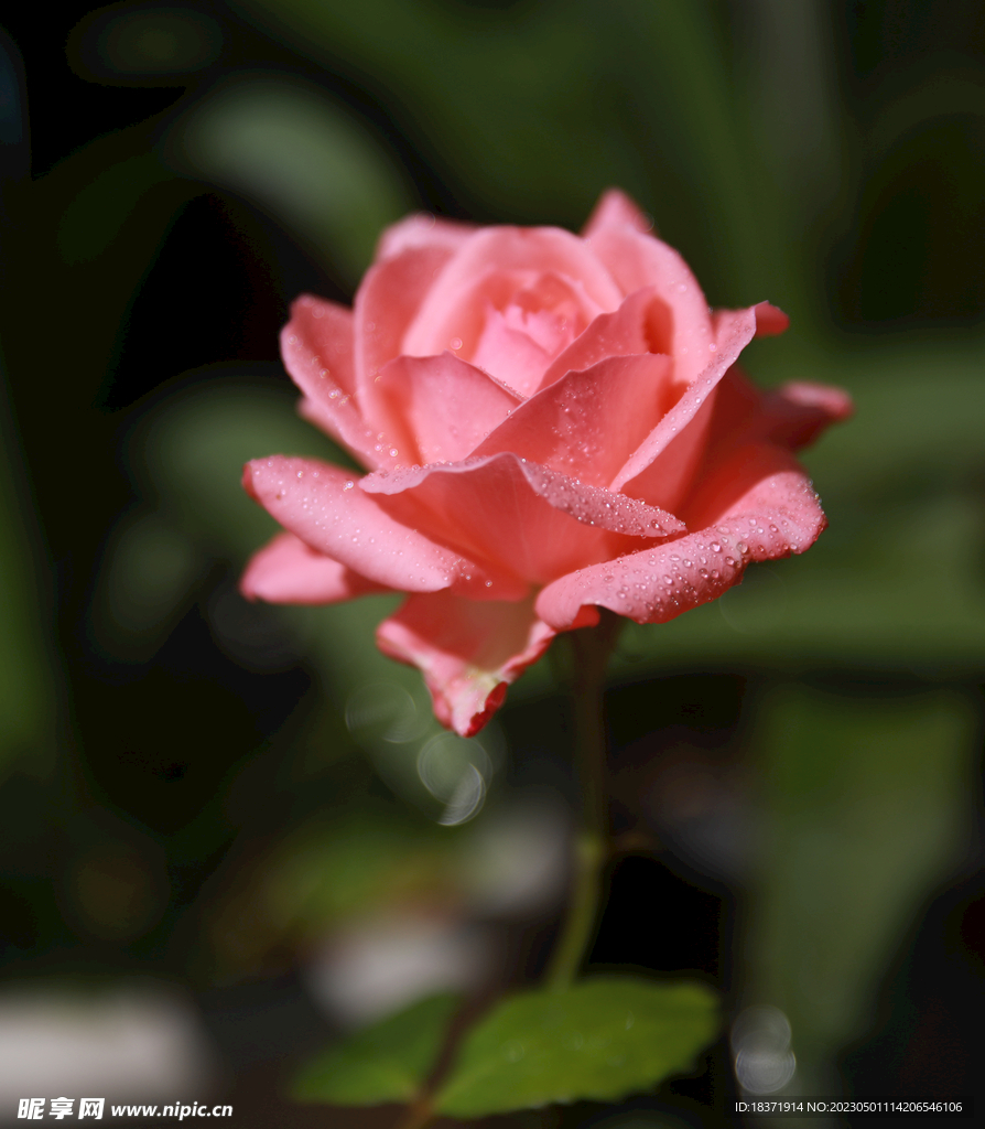 月季花