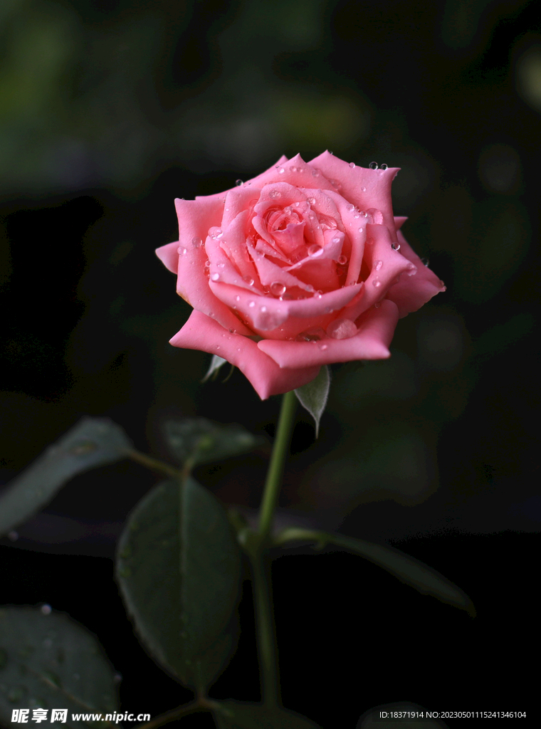 月季花