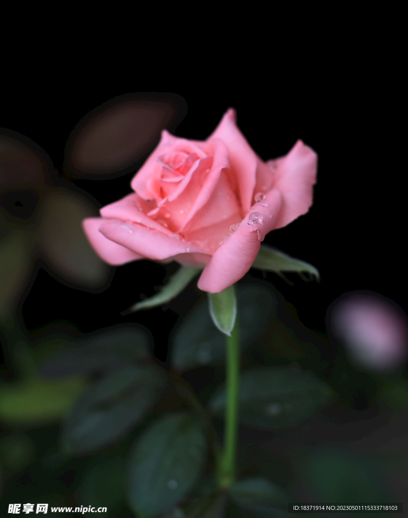 月季花