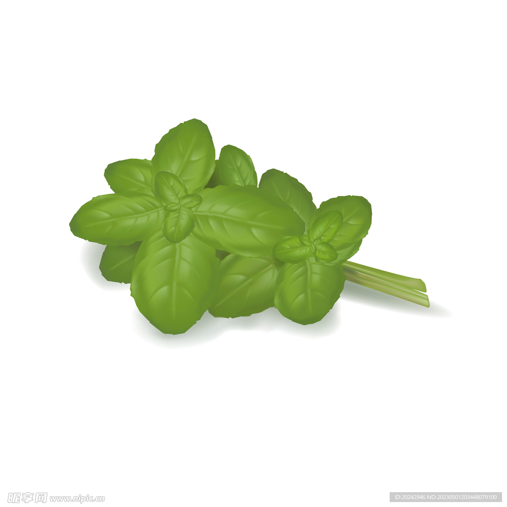 薄荷 