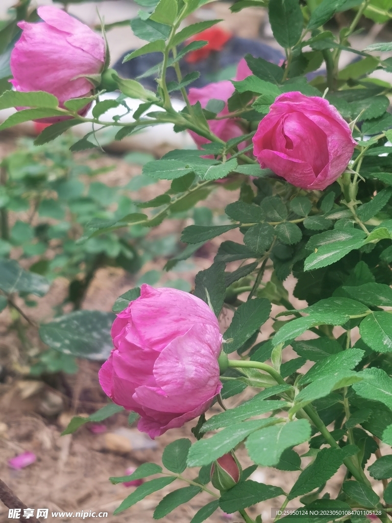玫瑰花