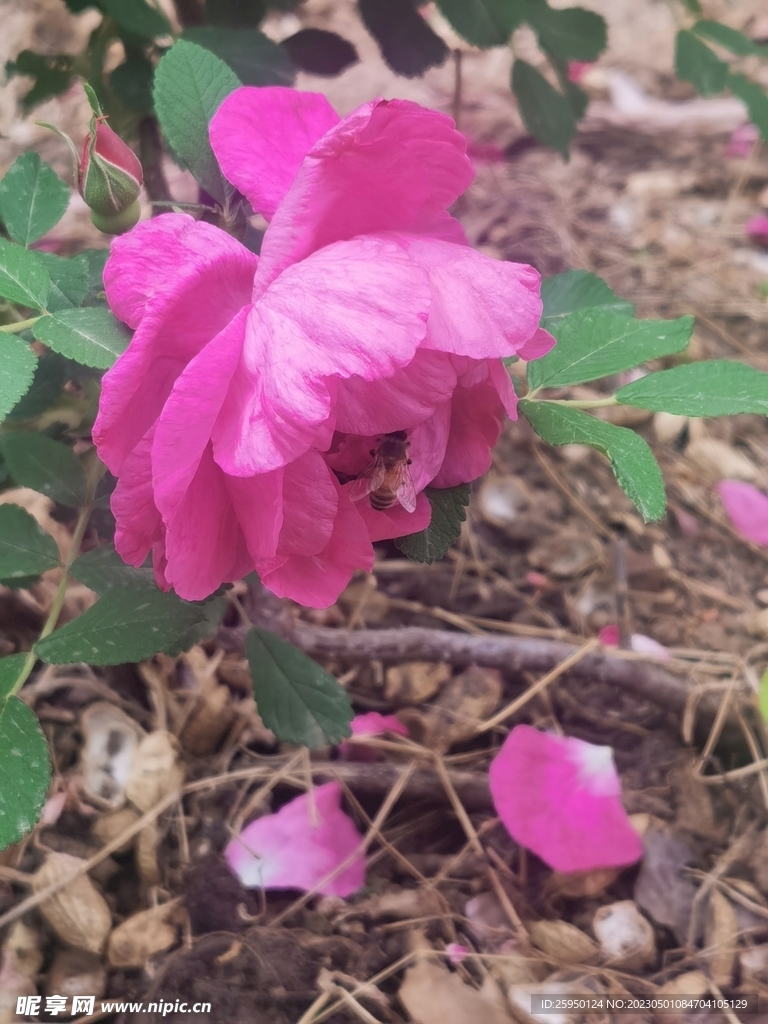 玫瑰花