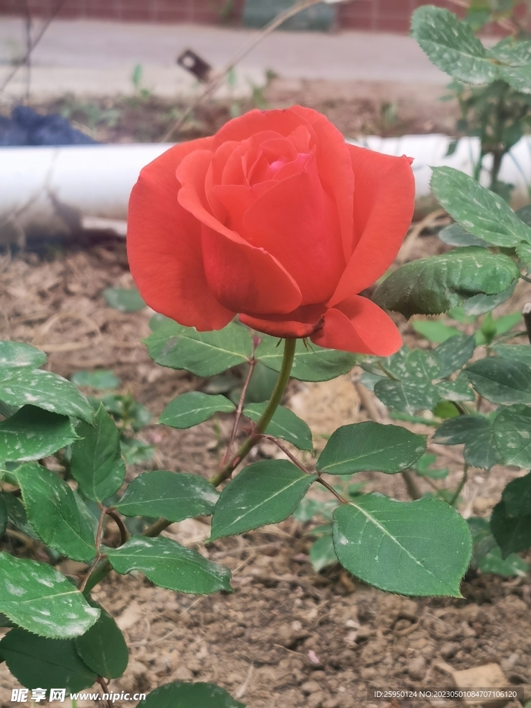 玫瑰花