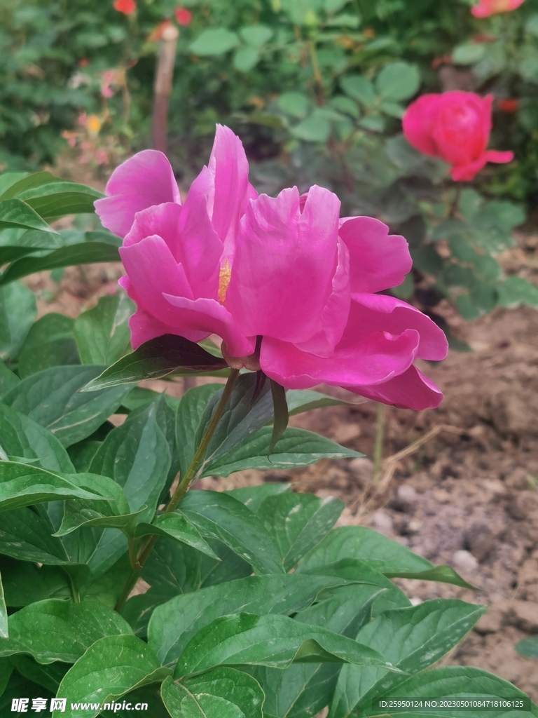 芍药