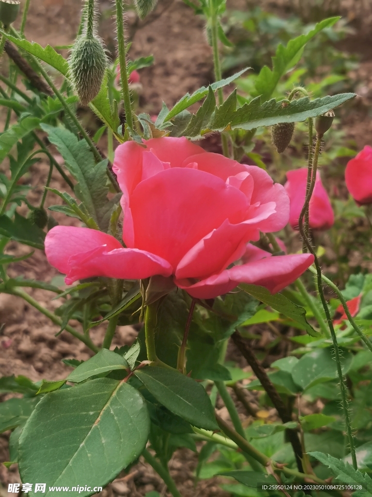玫瑰花