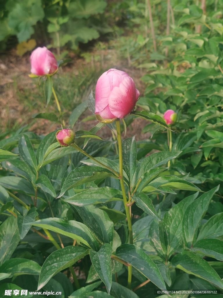 芍药