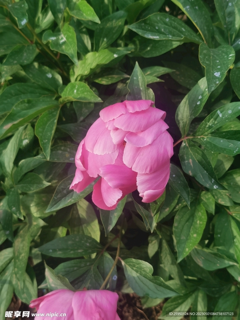 芍药