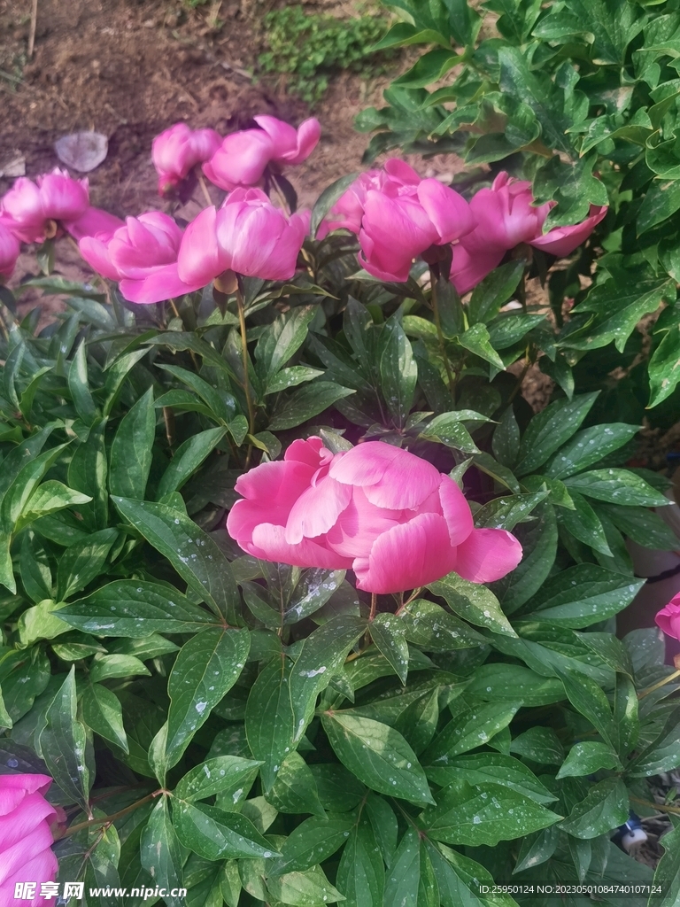 芍药