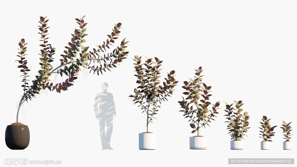 C4D模型  绿色植物 