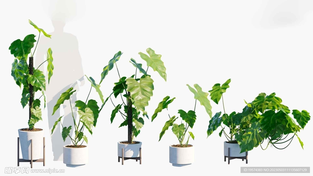  C4D模型 绿色植物  