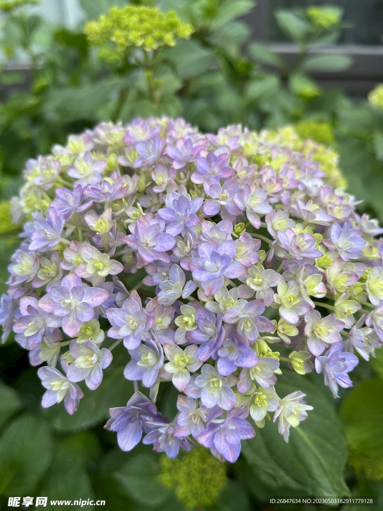 绣球花