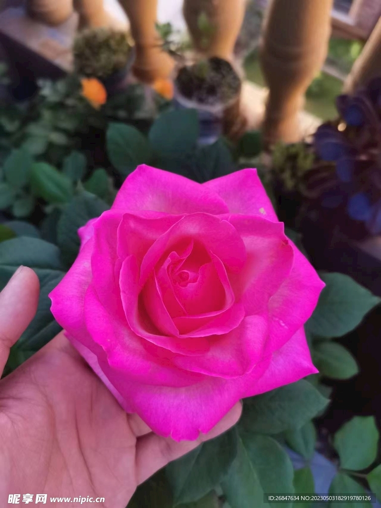 月季花