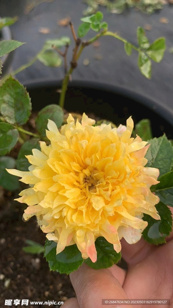 烟花波浪月季花