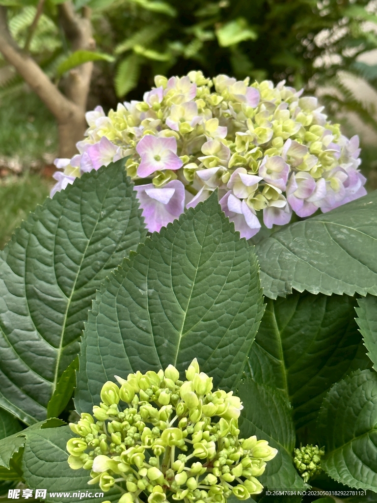 绣球花