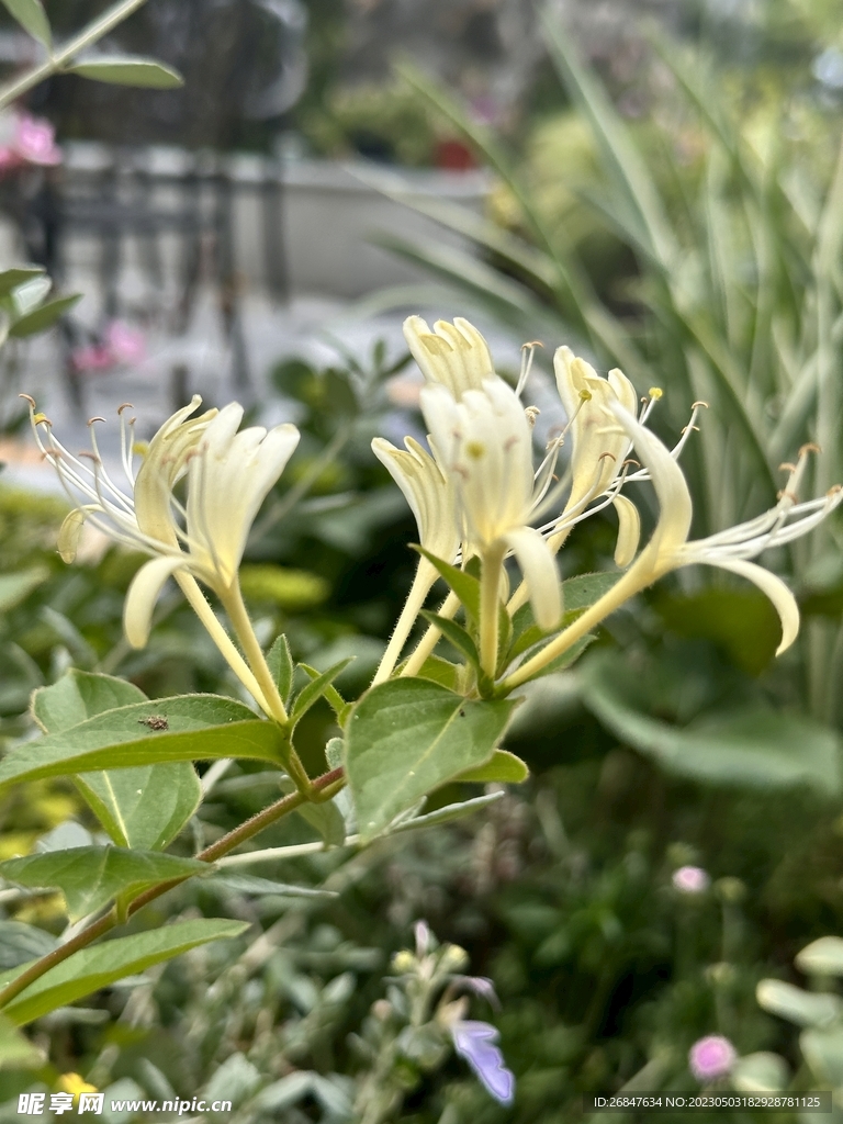金银花
