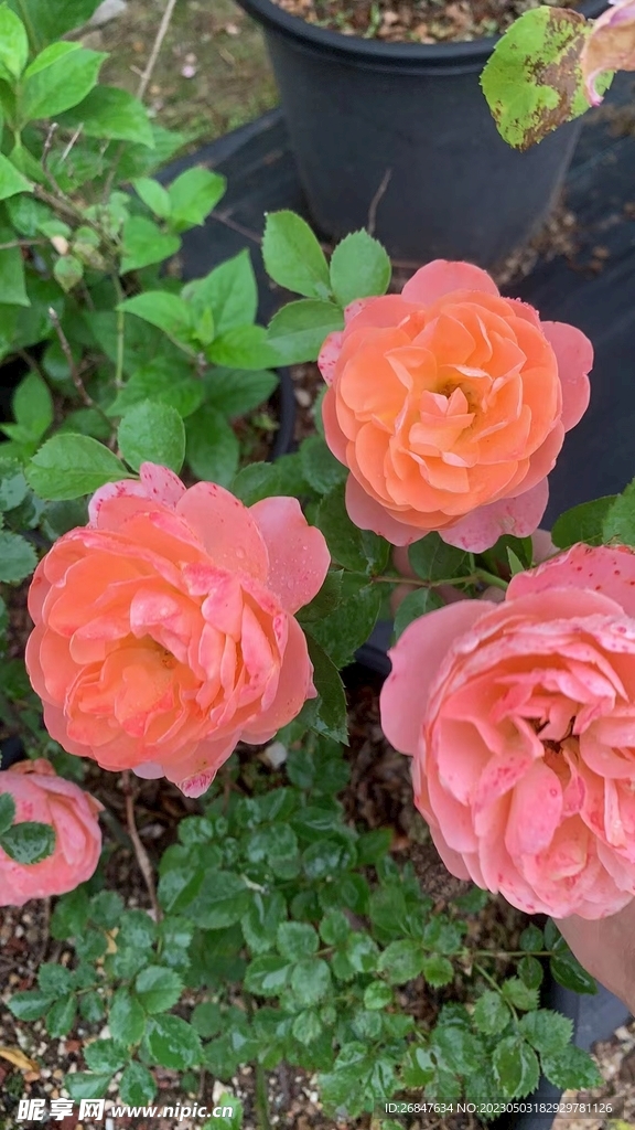 月季花