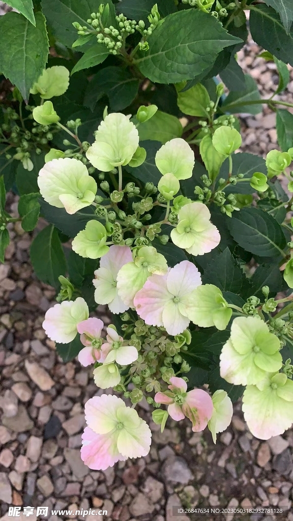 中国绣球花