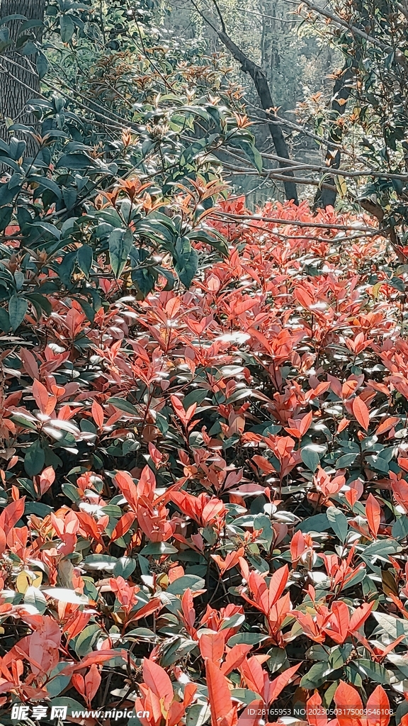 阳光下的植物光影斑驳壁纸