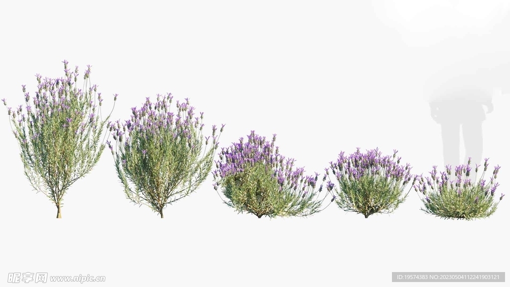 C4D模型 绿色植物  