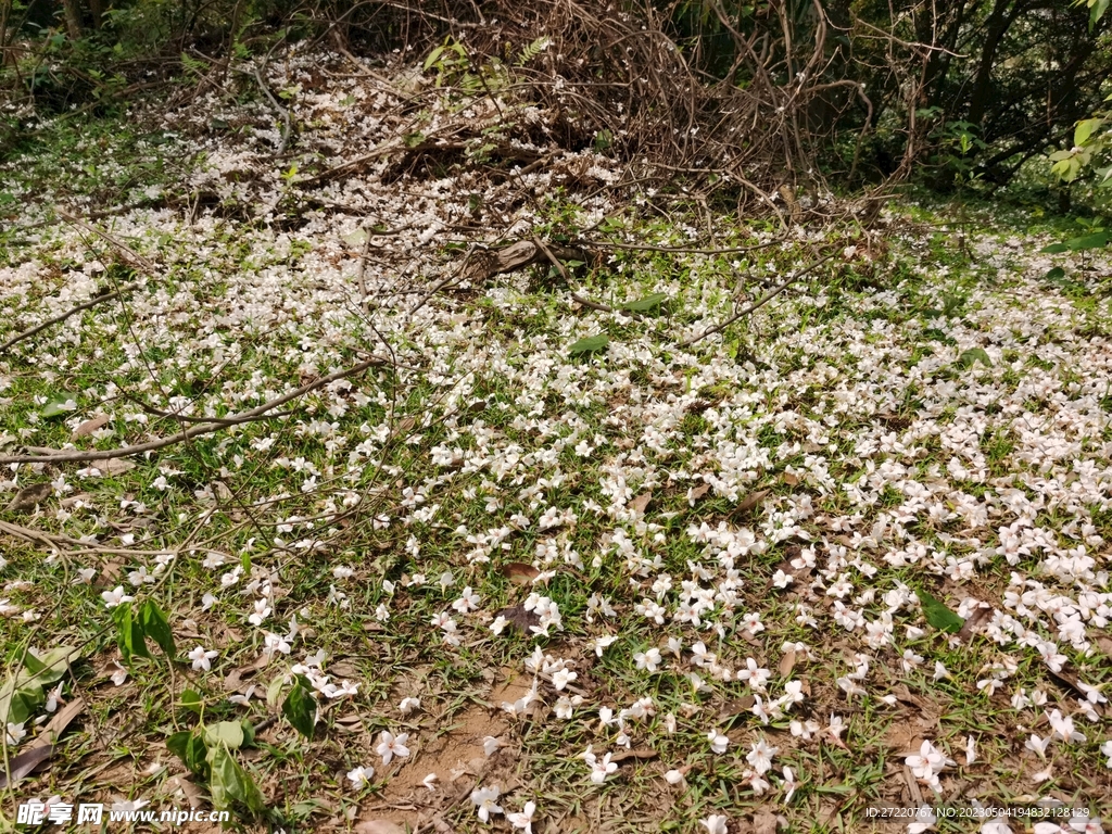 梧桐花