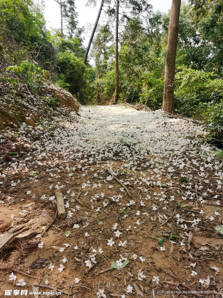 梧桐花