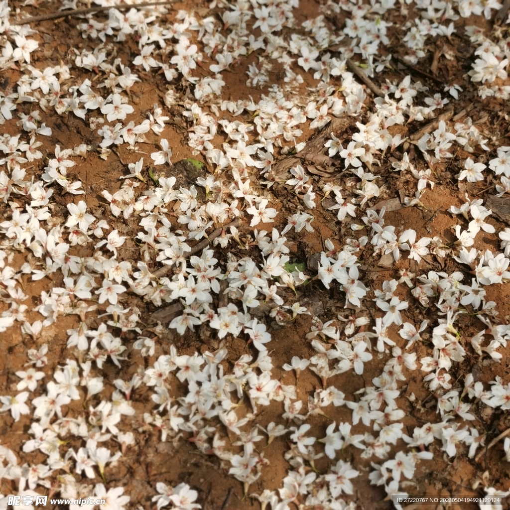 梧桐花