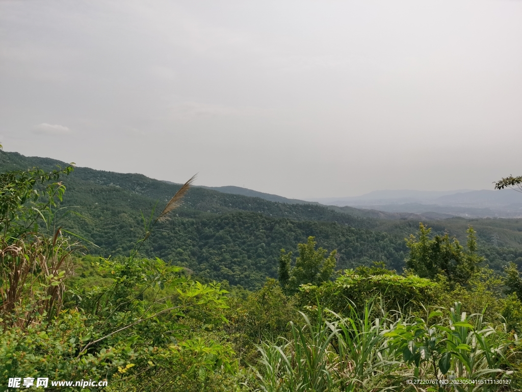 绿色森林风景